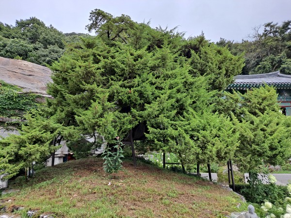 보문사 석실 앞 큰 바위 틈에서 자라고 있는 700년생 향나무(사진=김호선기자)