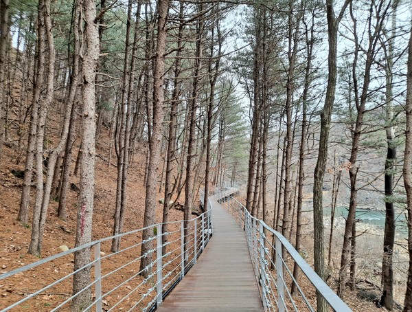 한탄강 주상절리의 물과 기암을 더 돋보이게 하는 아름다운 소나무 숲길(사진=김호선기자)