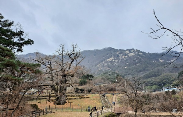 충청북도 영동군 양산면 천태산 기슭의 천년고찰 '영국사와 은행나무'(사진=김호선기자)