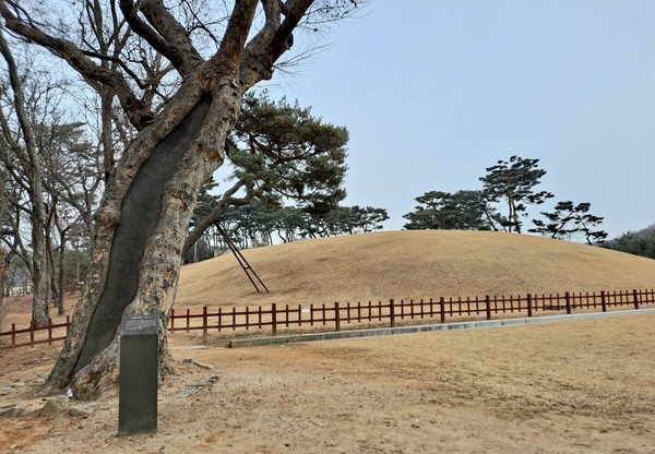 서삼릉 희릉 앞에 있는 느티나무(사진=김호선기자)