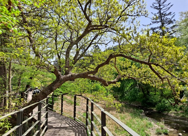 봉선사에서 광릉-국립수목원으로 이어지는 걷기 좋은 나무데크길(사진=김호선기자)