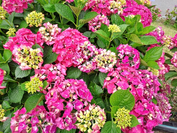 200여종의 수국꽃은 각각 다른 모습 색상의 꽃( 사진=김호선기자)