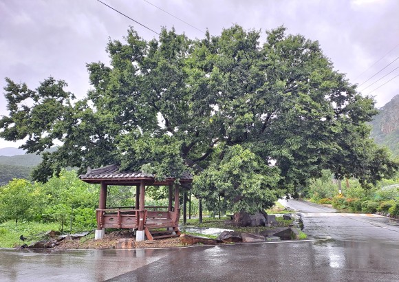 송사리 마을 수호신처럼 마을 중앙에 서있는 느티나무 보호수(사진=김호선기자)