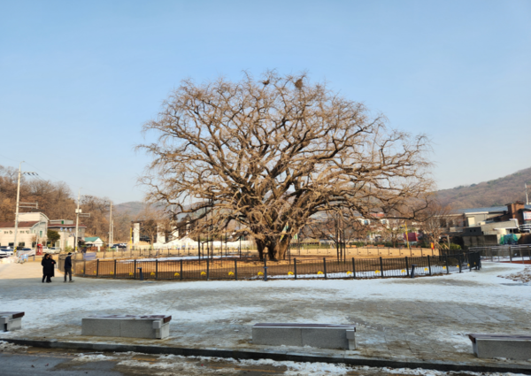 ‘천연기념물’ 장수동 은행나무. 남동구포토