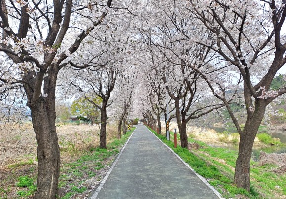 흑천  변에 조성된 용문체육센터의 아름다운 벚꽃 터널(사진=김호선기자)