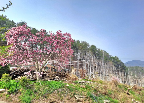 조용한 산골마을에 식재된 사과농장 모습(사진=김호선기자)
