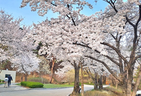 용문사 입구에 만개한 아름다운 벚꽃 모습(사진=김호선기자)