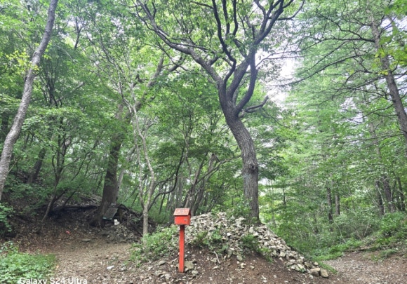 커다란 나무 한 그루가 서있는 새이령의 소간령 모습(사진=김호선기자)