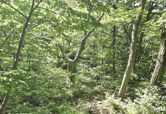 새이령 길은 한낮에도 태양을 볼 수 없는 숲길(사진=김호선기자)