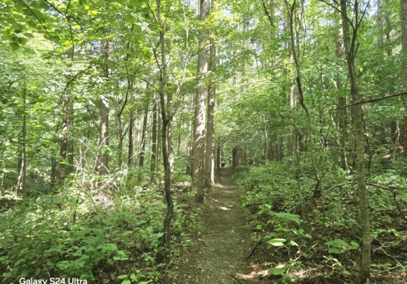 새이령길은 활엽수 뿐만 아니라 침엽수도 울창한 숲길(사진=김호선기자)