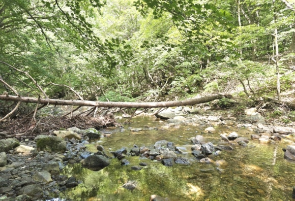넓은 계곡에 징검다리와 쓰러진 거목의 외나무다리 모습(사진=김호선기자)