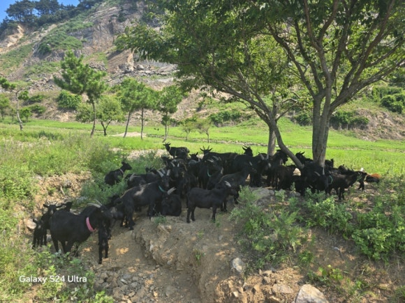풍도의 주인장처럼 방목의 흑염소때 모습(사진=김호선기자)