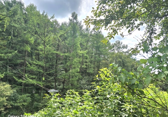 바라산은 울창한 숲이 자랑이지만 특히 빼어난 잣나무 숲 모습(사진=김호선기자)