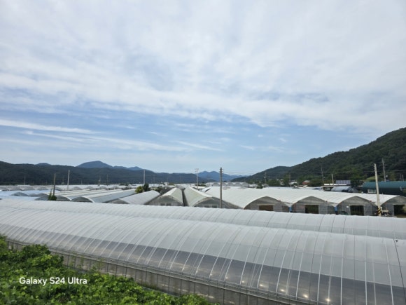 광주시 퇴촌면의 토마토 단지 비닐하우스 모습(사진=김호선기자)