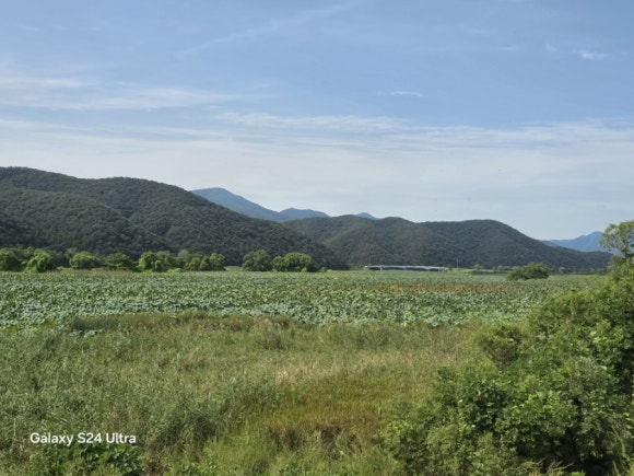 경안천생태공원의 연꽃단지와 하남의 검단산 모습(사진=김호선기자)