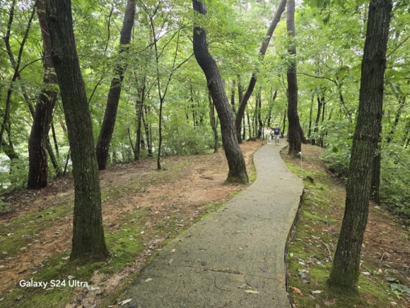 장릉 입구의 울창한 숲 전경(사진=김호선기자)