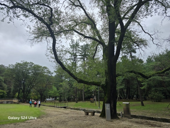 수백년 장릉의 역사를 내려다 보고 있는 보호수(사진=김호선기자)