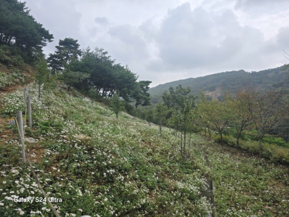예전 구절초 군락지 모습은 아니지만 영평사의 구절초 모습(사진=김호선기자)