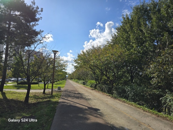 금강변에는 각종 벚나무 등을 심어 운치가 있는 나무 숲길(사진=김호선기자)