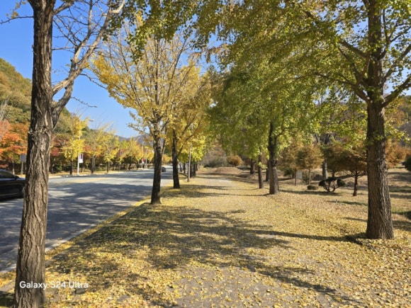 용인 모현읍에 있는 외국어대 글로벌 캠퍼스 입구 은행나무(사진=김호선기자)