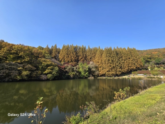 명수당 부근에 울창한 메타쉐콰이아 갈색 숲 모습(사진=김호선기자)