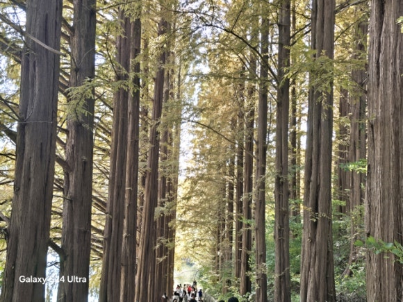 메타쉐콰이아 숲속은 이체로운 모습의 숲길 모습(사진=김호선기자)