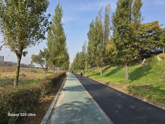 송파둘레길 중 메타쉐콰이아 숲길 모습(사진=김호선기자)