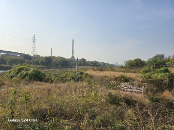 탄천 하류의 갈대와 각종 수생물의 모습(사진=김호선기자)