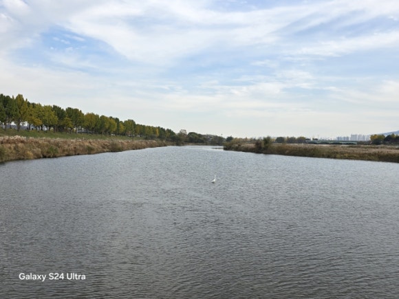 충무교에서 바라보는 푸은 은행나무와 파란 곡교천 모습(사진=김호선기자)