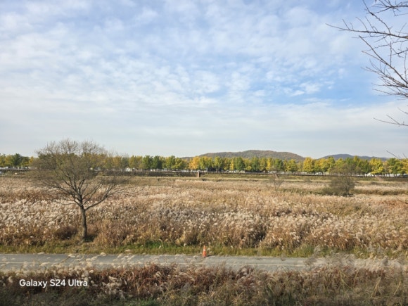 은행나무가로수가 있는 곡교천의 하얀 갈대 모습(사진=김호선기자)