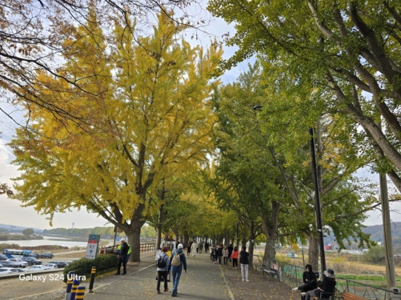 아직 물들지 않은 곡교천은행나무 숲길 모습(사진=김호선기자)