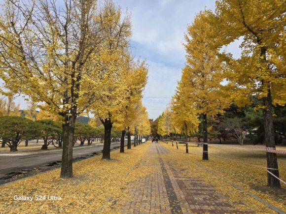 곡교천 은행나무와는 달리 현충사 입구의 은행나무 모습(사진=김호선기자)