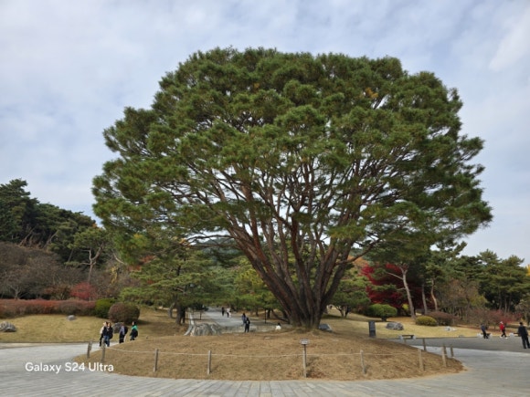 현충사로 올라가는 길목에 있는 소나무 모습(사진=김호선기자)