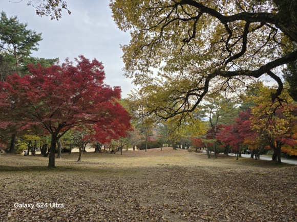 화려한 현충사 단풍길 모습(사진=김호선기자)