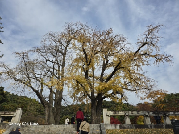 고택 옆에 있는 보호수 은행나무(수령400년) 모습(사진=김호선기자)