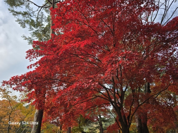 현충사 곳곳에 울긋불긋하게 수놓은 단풍(사진=김호선기자)