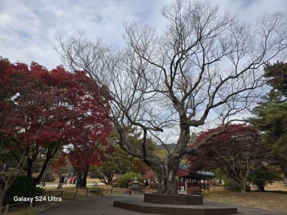 현충사 연못의 서 있는 느티나무 보호수(사진=김호선기자)